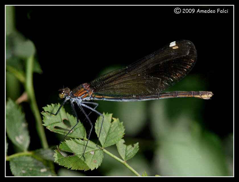 Calopteryx virgo da confermare